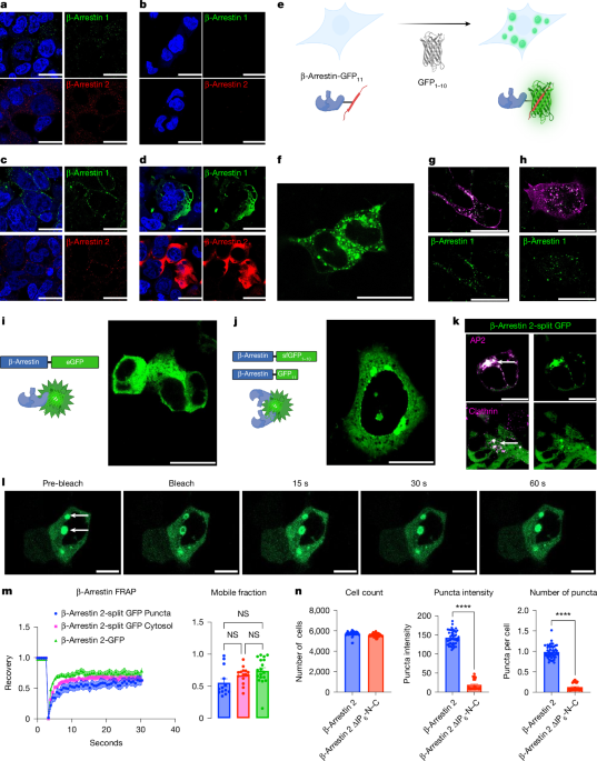 &beta;-Arrestin droplets control the function of G-protein-coupled receptors