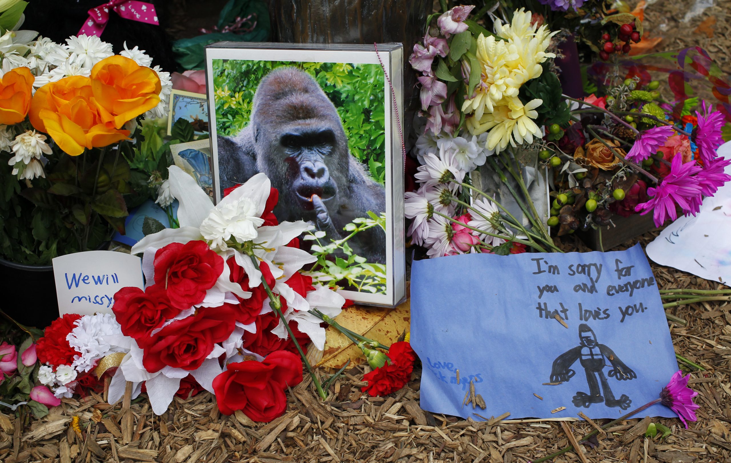 10-year tribute to Harambe: ‘Always in our hearts’