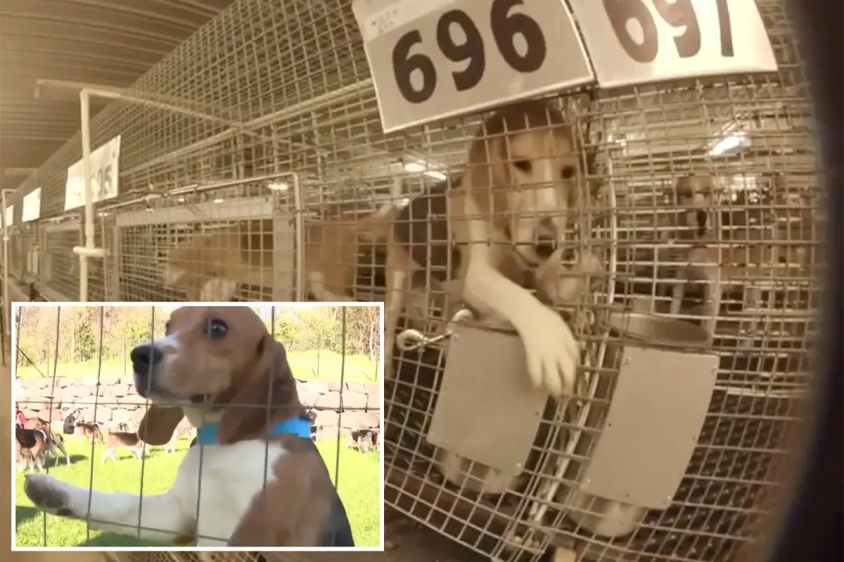 1,500 beagles saved from Ridglan Farms following a raid by animal activists