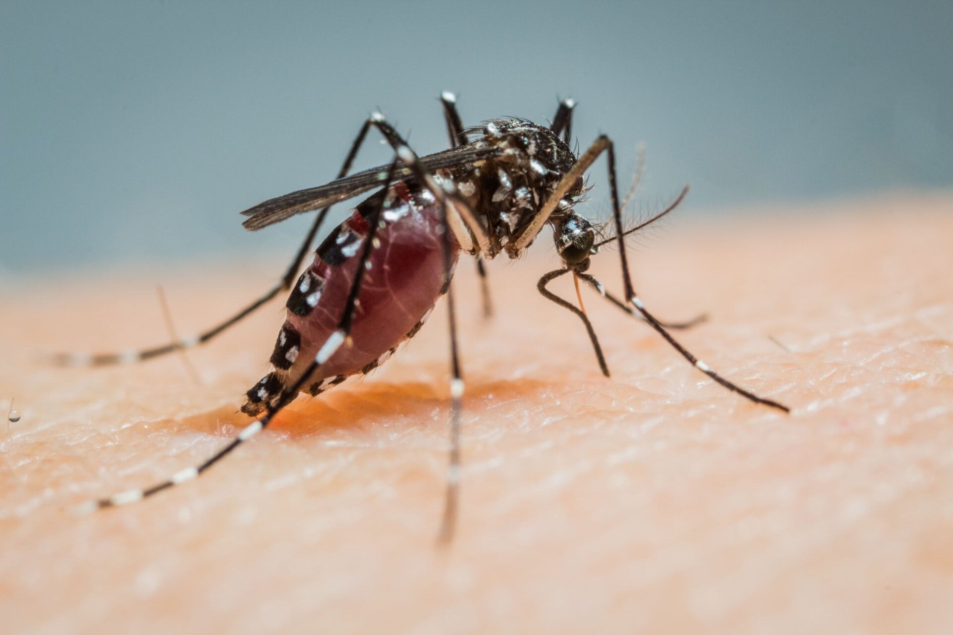 A Disease Previously Limited to the Tropics Has Increased by 359% in the US