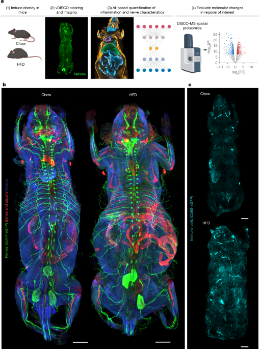 A deep-learning model uncovers full-body changes at the cellular level