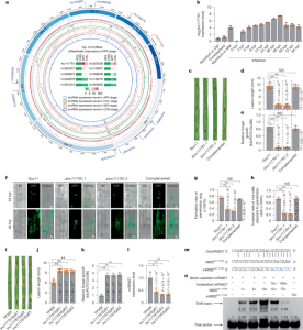 A harmful lncRNA released into rice captures a host miRNA to enhance its virulence.