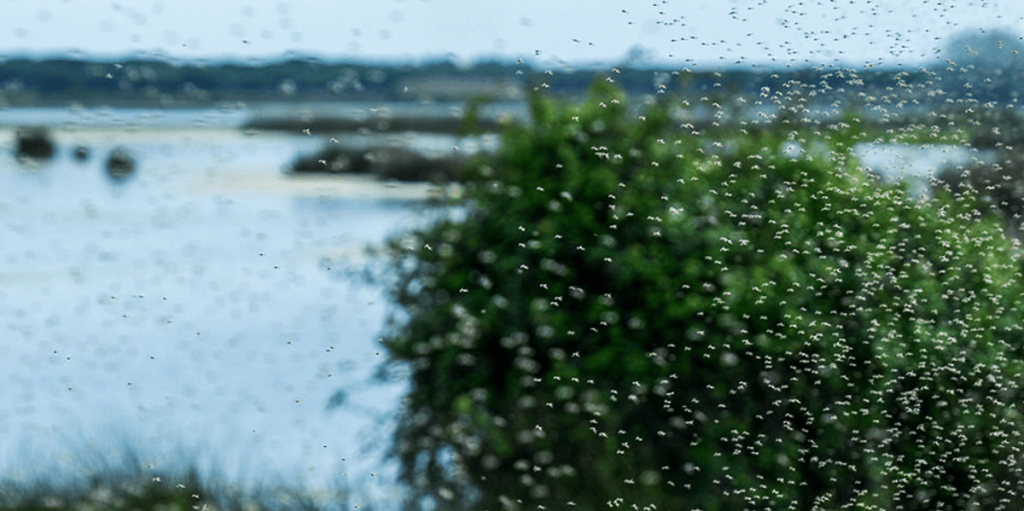 A mosquito defense system could be the next big advancement in pest control technology