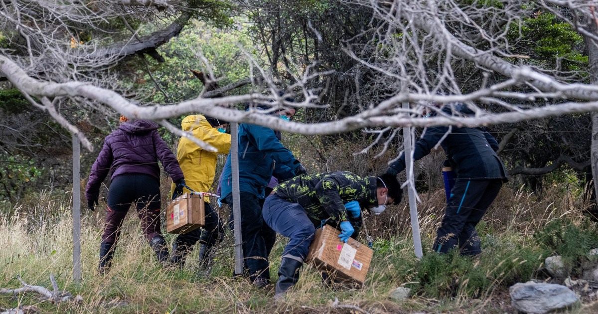 Argentines searching for the cause of the hantavirus outbreak catch rats in the southernmost city.