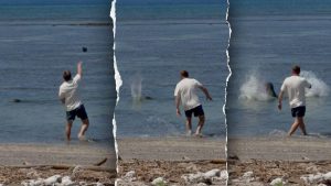 Attorney for man charged with striking monk seal claims he intended to assist turtles