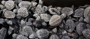 Authorities Charge Suspected Turtle Smuggler in Global Operation