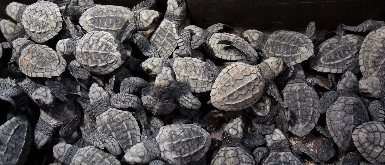 Authorities Charge Suspected Turtle Smuggler in Global Operation