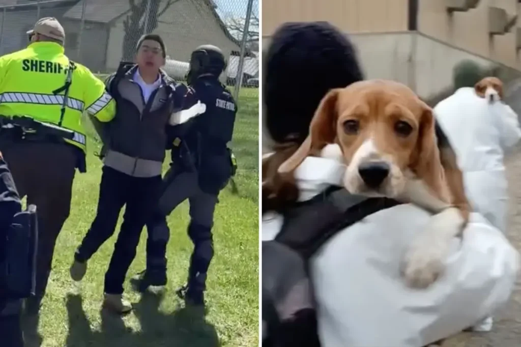 Beagles released from research facility arrive in California during activist's criminal case