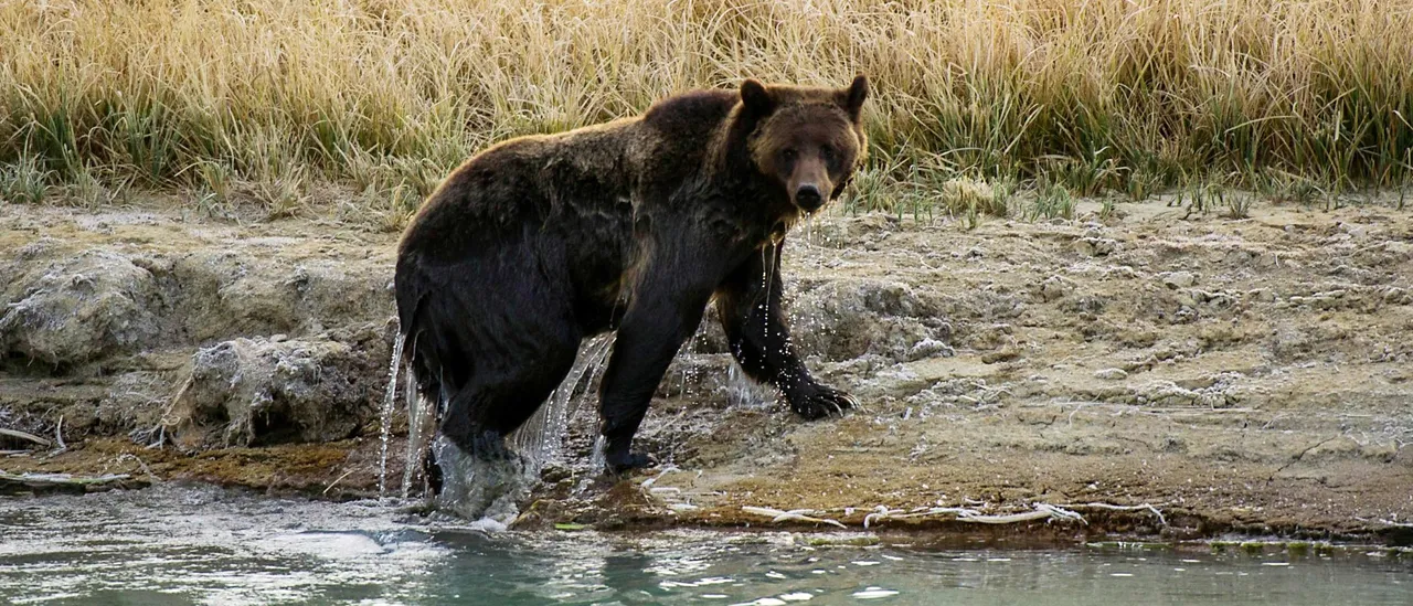 Bear Injures Two Hikers, Authorities Close Areas of Yellowstone National Park
