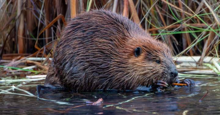 Beaver that bit multiple people in New Jersey confirmed to have rabies