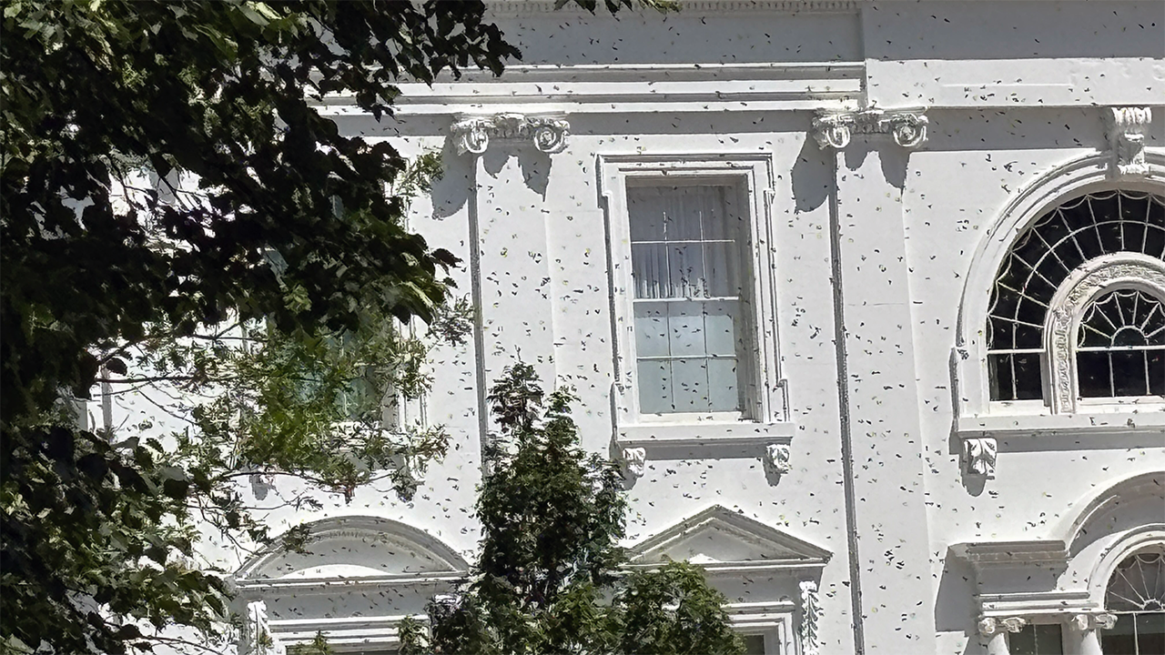 Bees gather on the North Lawn of the White House weeks after Melania Trump introduces new colonies.