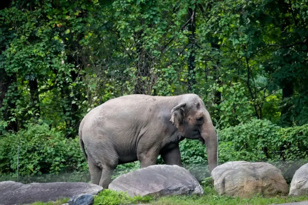 Bronx Zoo's Happy the Elephant put to sleep