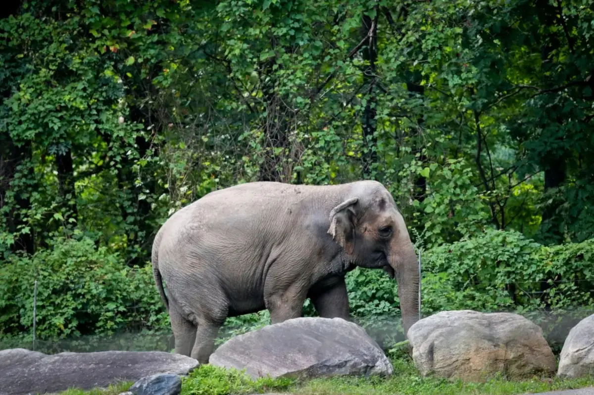 Bronx Zoo's Happy the Elephant put to sleep
