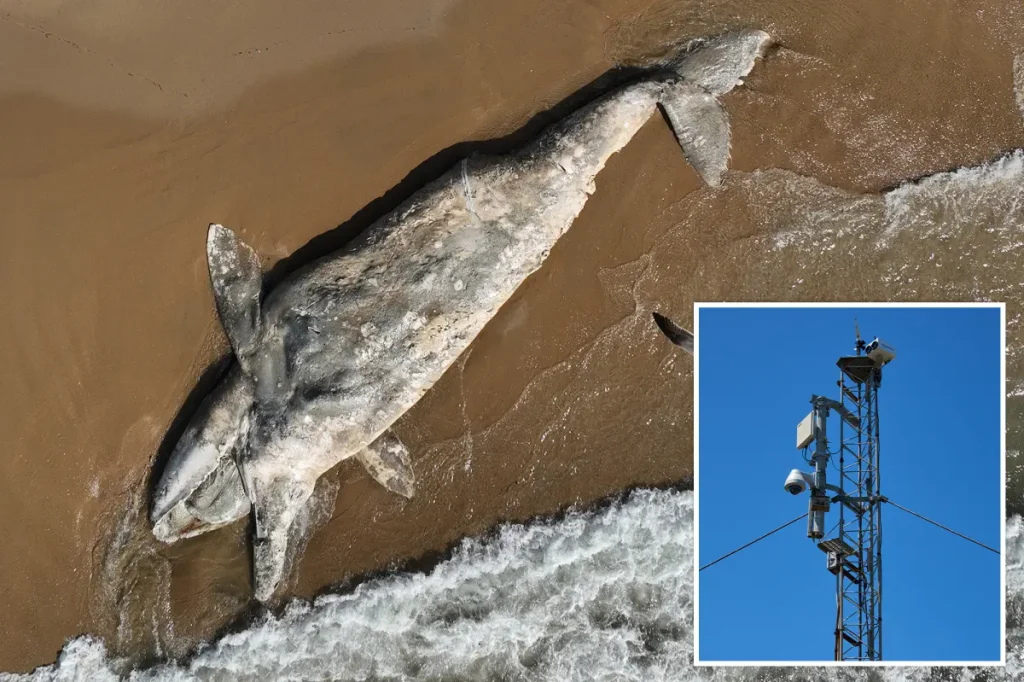 California initiates AI detection system as whale fatalities surge