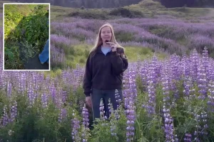 California park showcases wildflowers even after recent vandalism of blooms