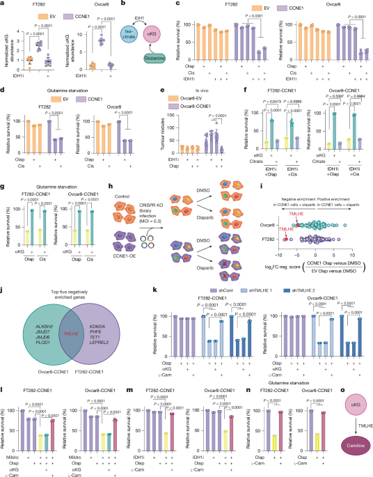 Carnitine production driven by αKG supports DNA repair through histone acetylation