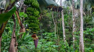 Certain plants possess a genetic advantage that could aid their survival during a catastrophe.