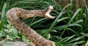 County Alerts Public After Seventh Rattlesnake Bite