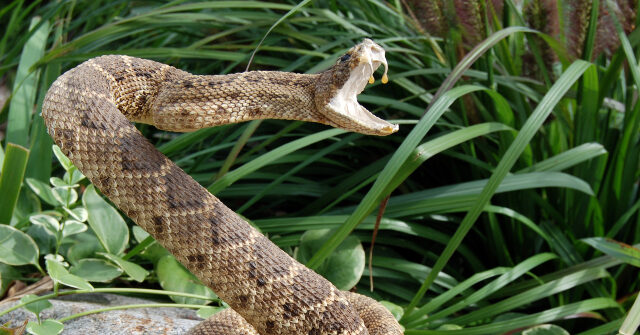 County Alerts Public After Seventh Rattlesnake Bite
