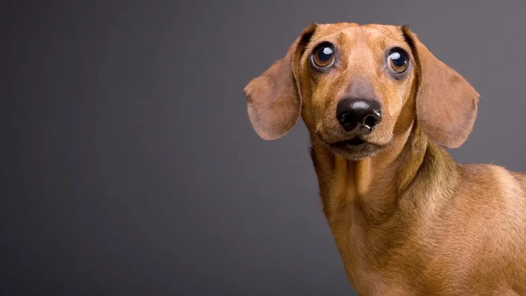 Dachshund with a punk attitude causes trouble, Yeti cup battles lava, and did the sci-fi horror film 'Alien' serve as a warning?