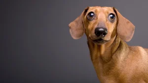 Dachshund with a punk attitude causes trouble, Yeti cup battles lava, and did the sci-fi horror film 'Alien' serve as a warning?