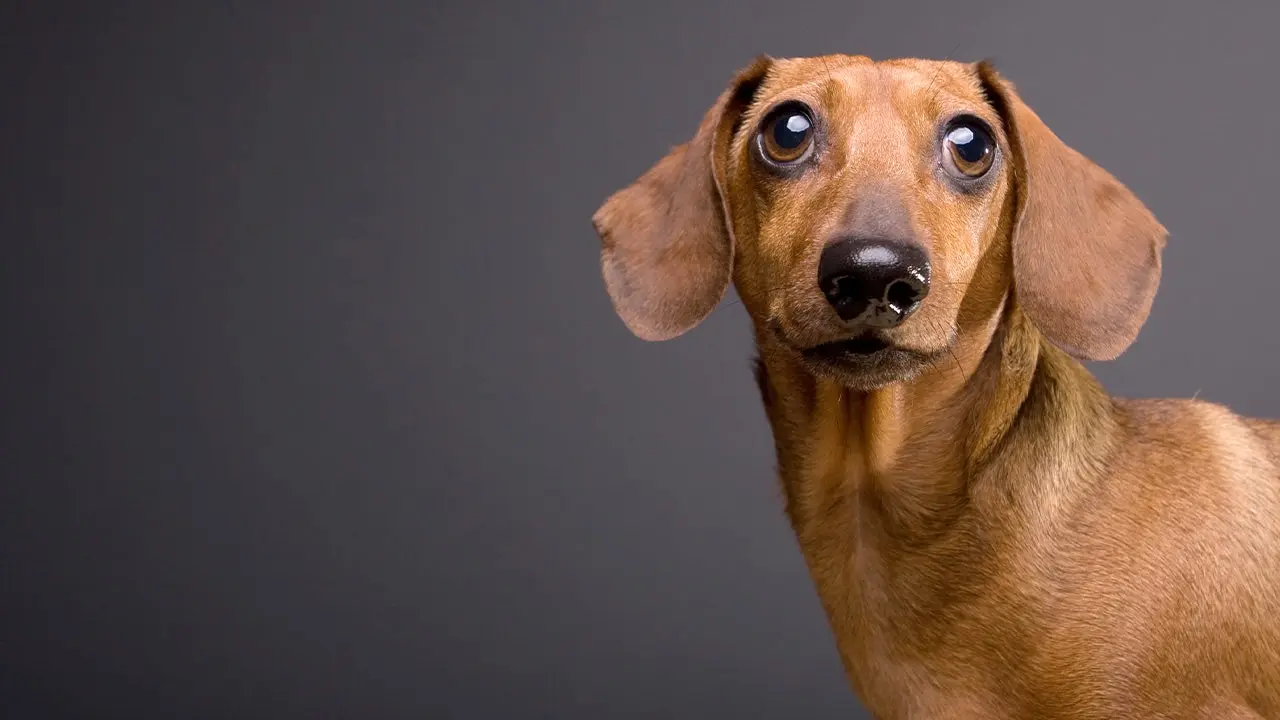 Dachshund with a punk attitude causes trouble, Yeti cup battles lava, and did the sci-fi horror film 'Alien' serve as a warning?