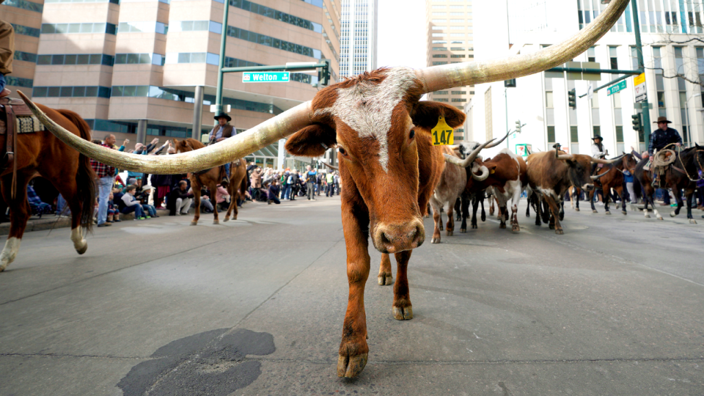 Dallas Mayor Eric Johnson claims NYC penalizes success, proposes 'Y'all Street'