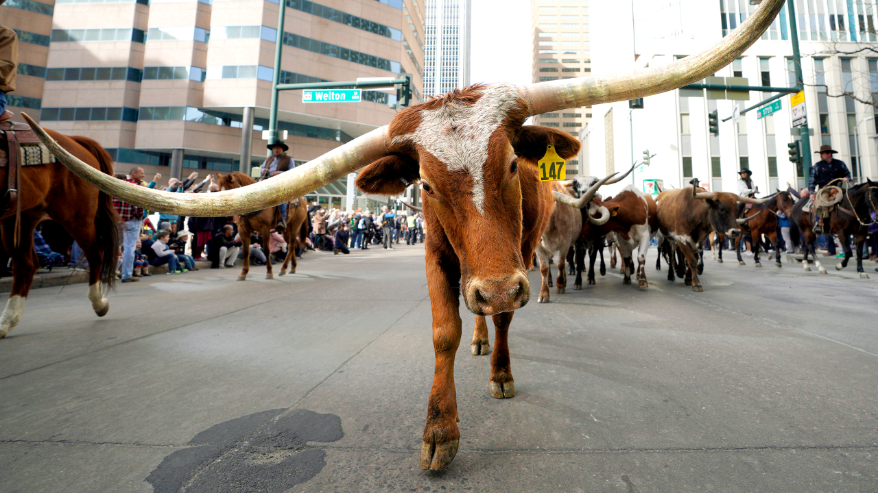 Dallas Mayor Eric Johnson claims NYC penalizes success, proposes 'Y'all Street'