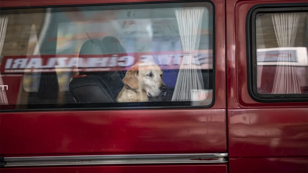 Dog accidentally fires shotgun in truck, hitting woman at Nebraska traffic light