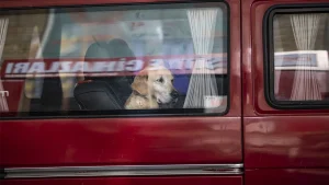 Dog accidentally fires shotgun in truck, hitting woman at Nebraska traffic light