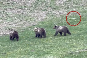 Drone pilot bothers mother grizzly and her cubs at Yellowstone