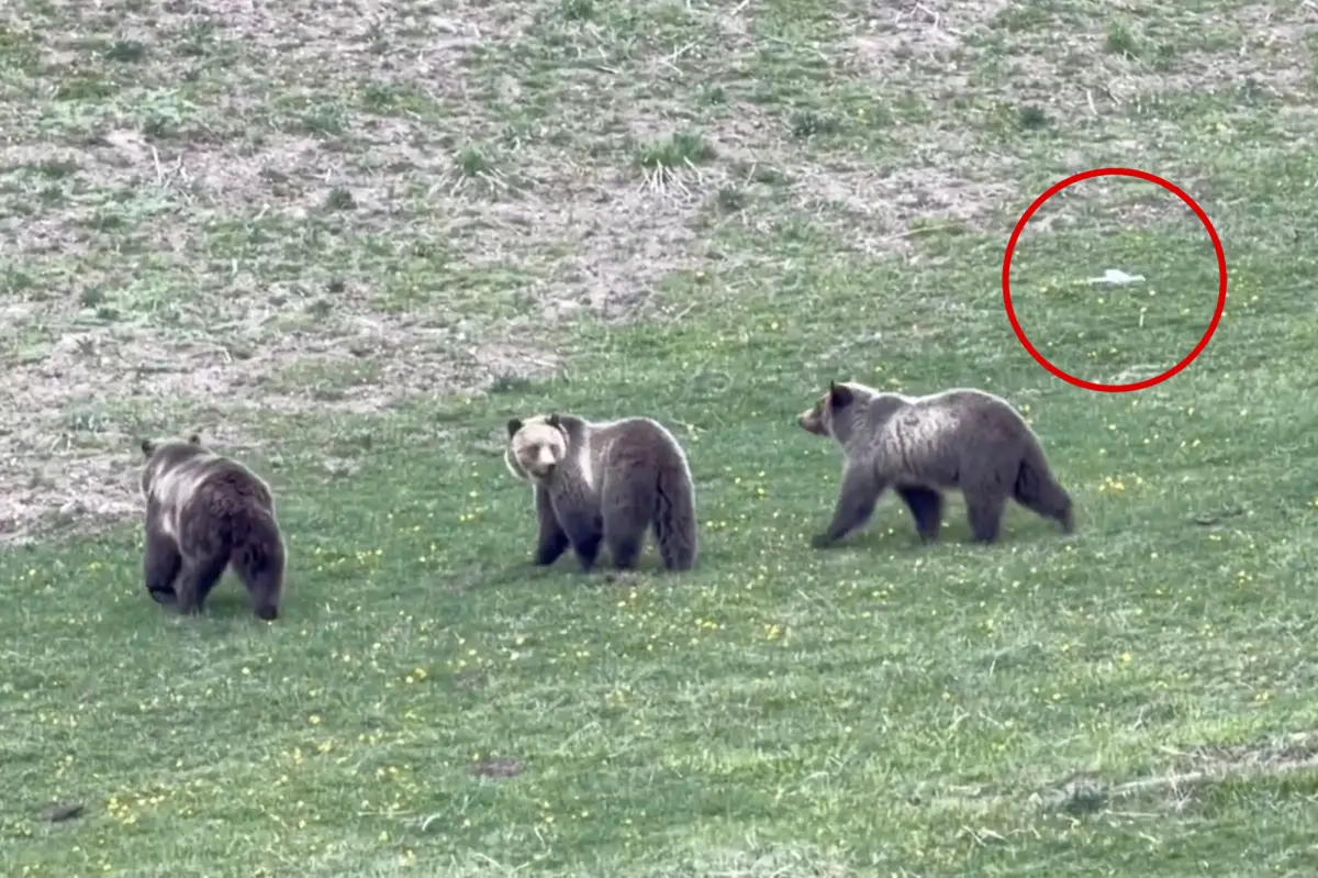 Drone pilot bothers mother grizzly and her cubs at Yellowstone
