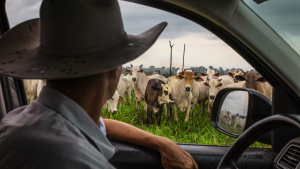 Economists caution that beef prices will remain high for years as the cattle population declines.
