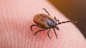 Emergency room visits for tick bites reach peak seasonal levels during rise in Lyme disease cases