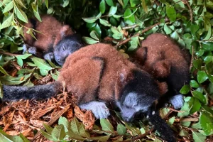 Endangered lemur has a rare birth of triplets at a zoo in Georgia
