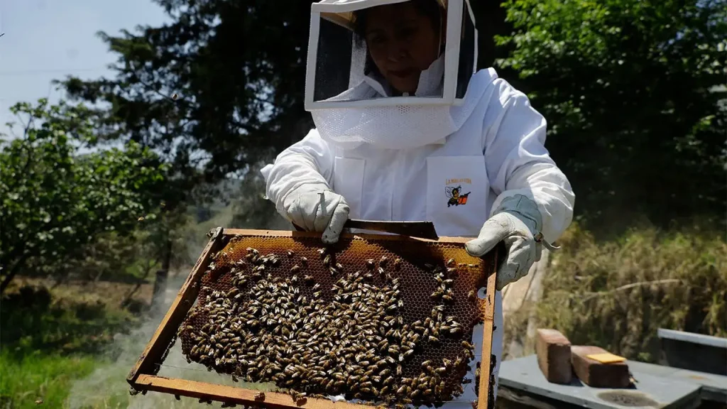 Florida community is the first to set up AI robotic beehives to protect bee colonies