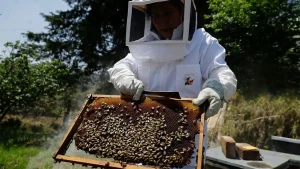 Florida community is the first to set up AI robotic beehives to protect bee colonies