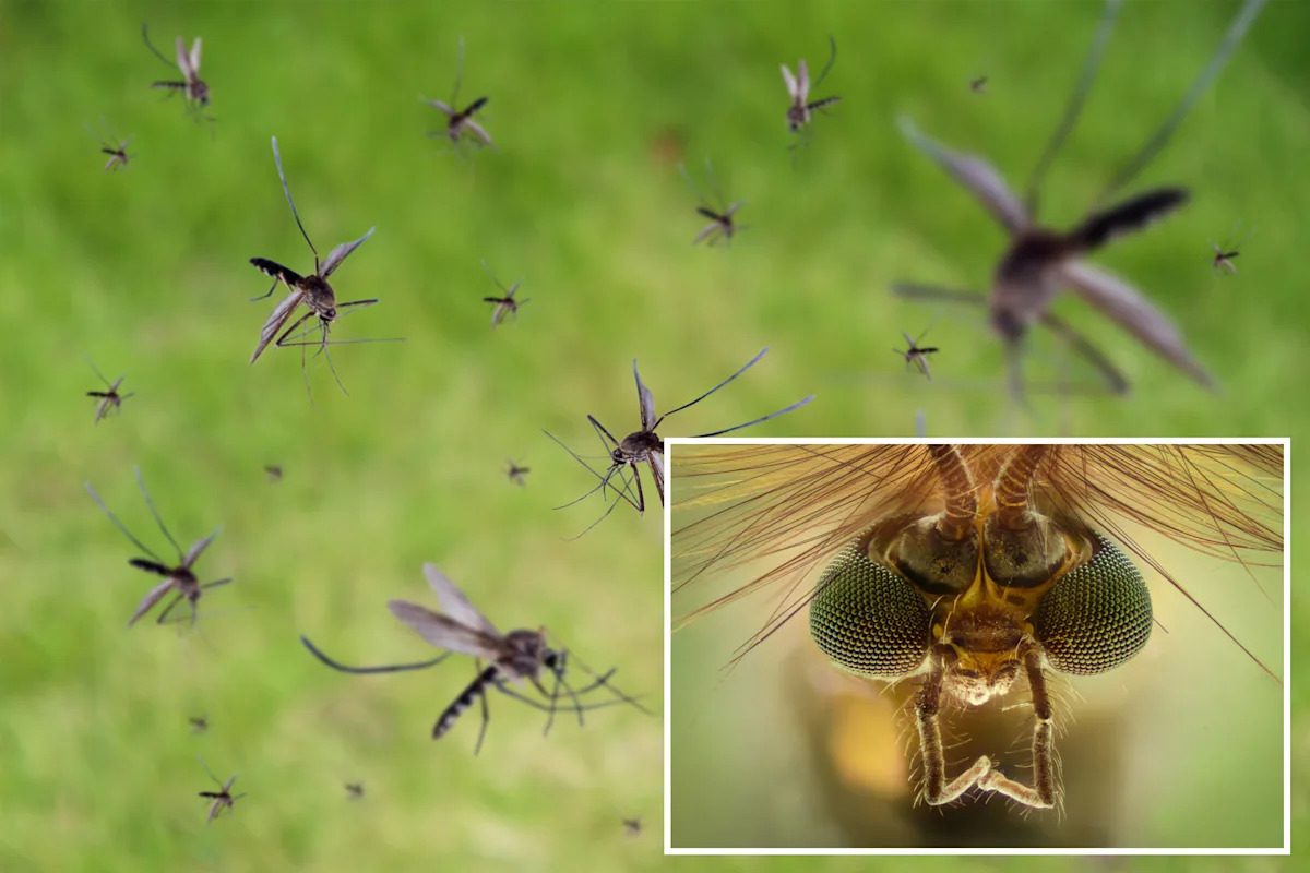 Google intends to introduce millions of mosquitoes in California to aid in disease prevention.