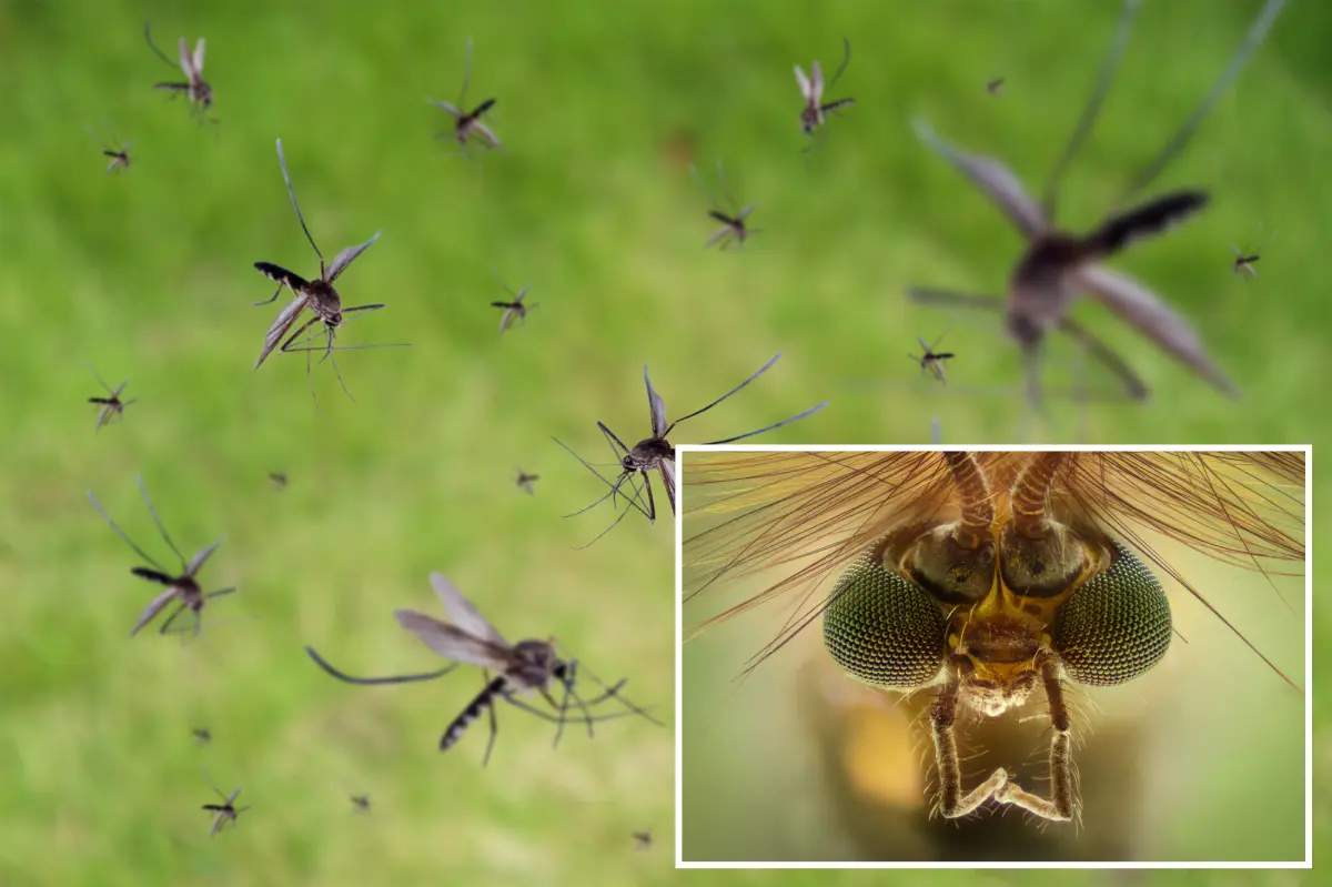 Google intends to release millions of mosquitoes in California to aid in disease prevention.