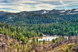 Gray wolf spotted in Sequoia National Park after a century