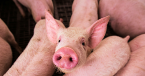 Group That Placed Pig Heads at Mosques Was Linked to Moscow, According to Reports