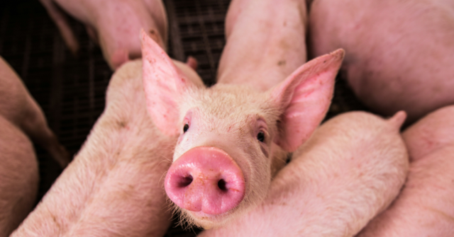 Group That Placed Pig Heads at Mosques Was Linked to Moscow, According to Reports