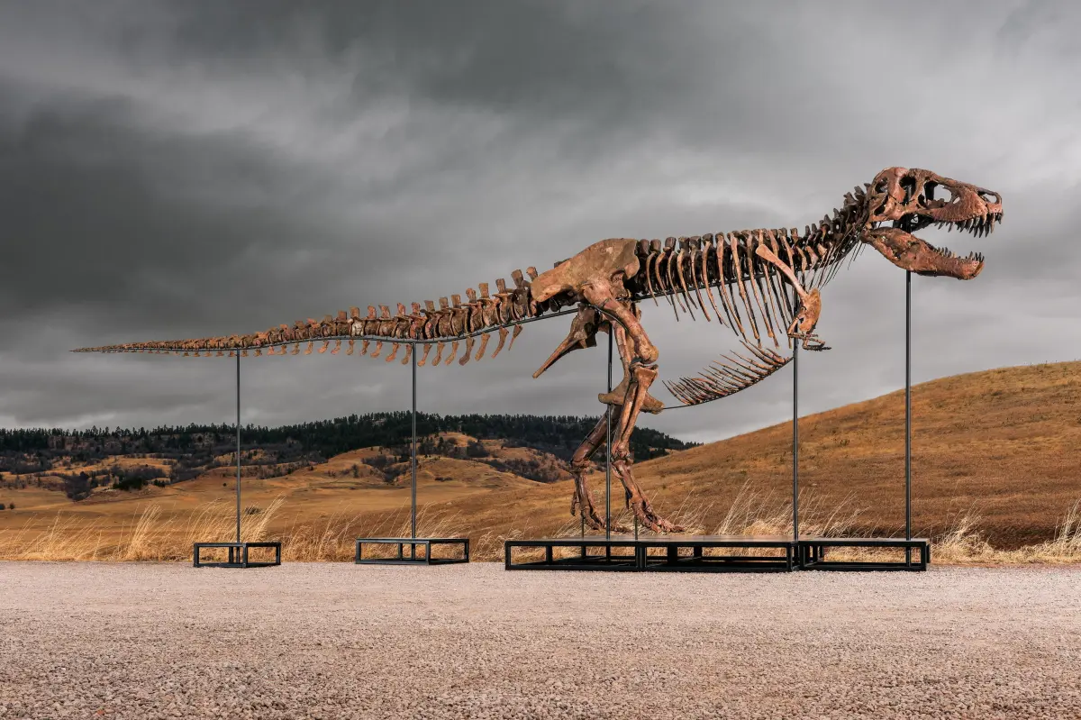 Gus the T. rex may fetch as much as $30 million at the NYC auction: '183 fossil bone pieces'