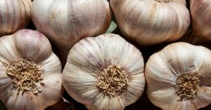 How Garlic Keeps Mosquitoes Away and Stops Them from Reproducing