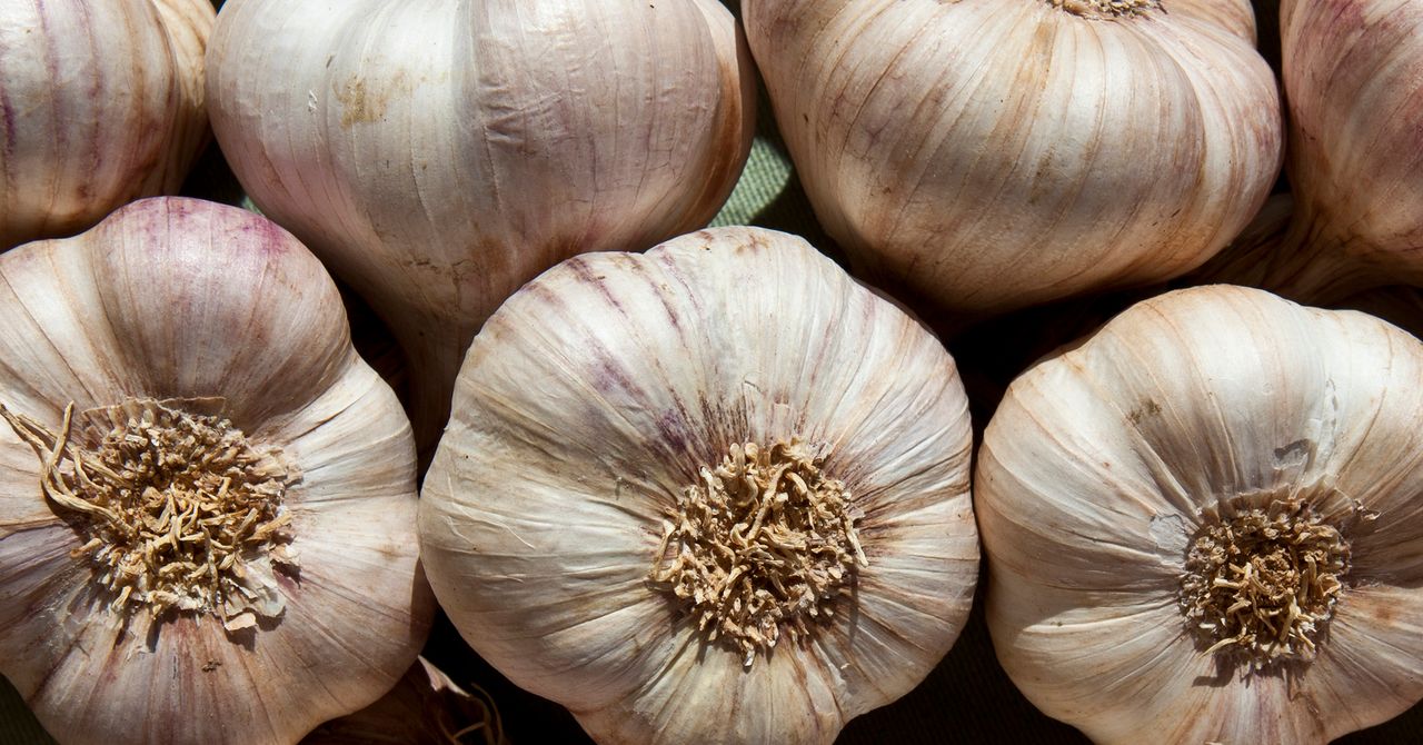 How Garlic Keeps Mosquitoes Away and Stops Them from Reproducing