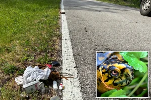 Indiana man caught dancing in the street while holding a rare turtle arrested for drug offenses
