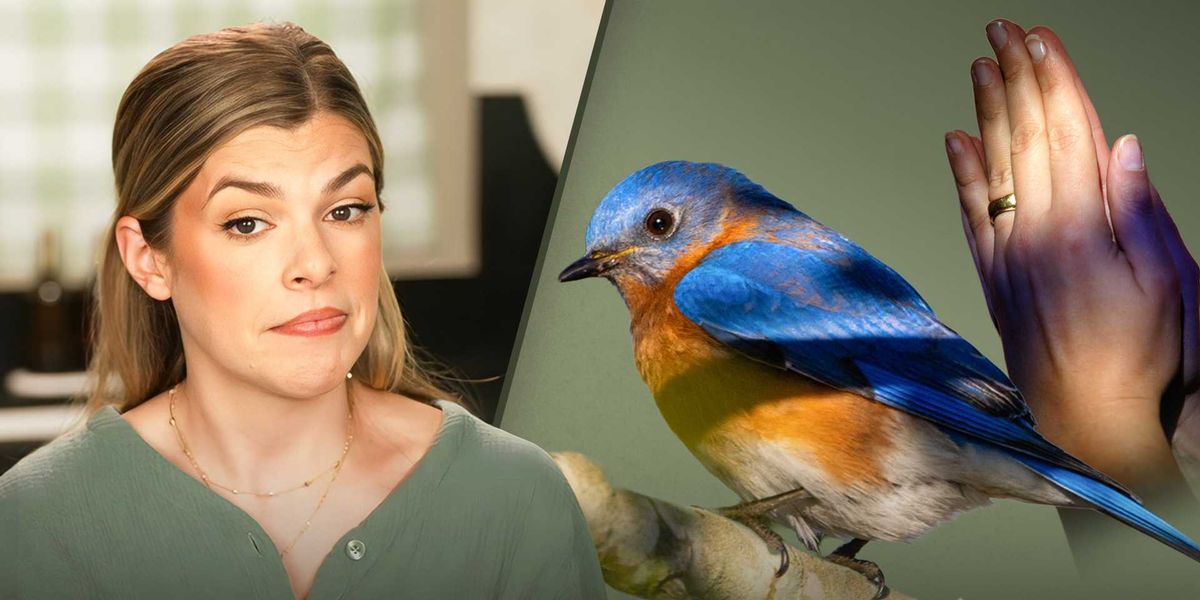 Is God bringing bluebirds to Christian influencers?