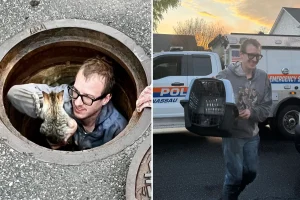 Kitten saved after spending days in a sewer, disaster avoided