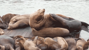 Large sea lion 'Chonkers' attracts visitors to Pier 39 in San Francisco