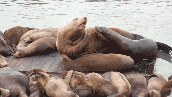 Large sea lion 'Chonkers' attracts visitors to Pier 39 in San Francisco